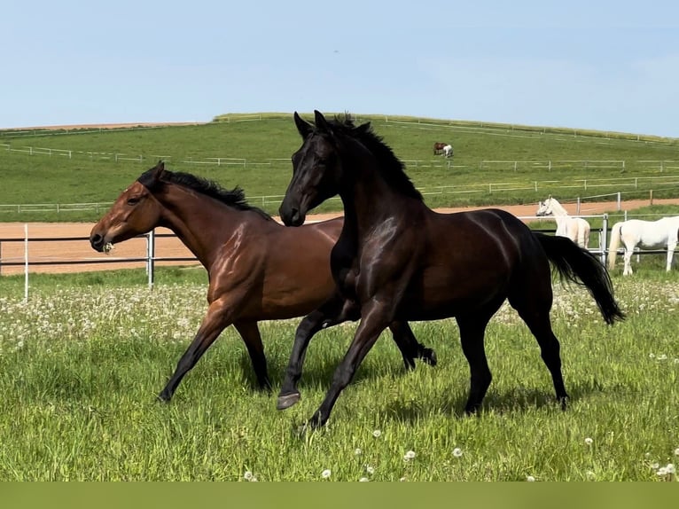 Trakehner Mare 6 years 16,1 hh Black in Langenselbold