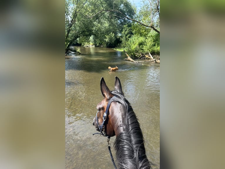Trakehner Mare 6 years 16,1 hh Black in Langenselbold