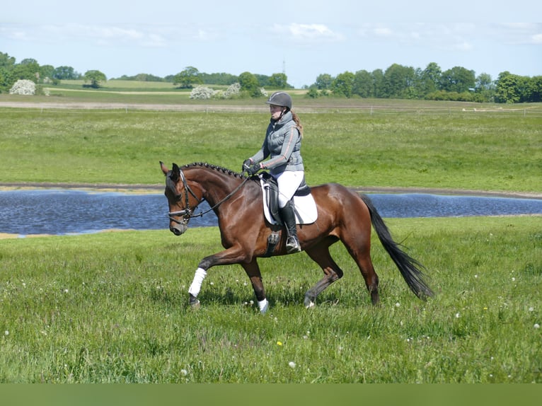 Trakehner Mare 6 years 16,1 hh Brown in Ganschow