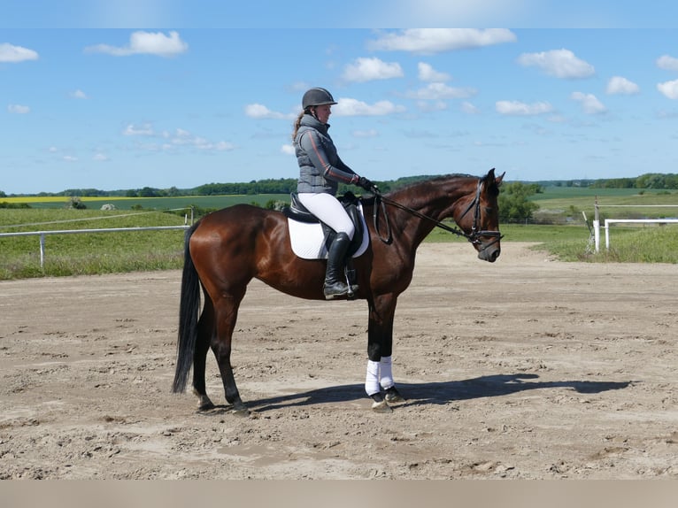 Trakehner Mare 6 years 16,1 hh Brown in Ganschow