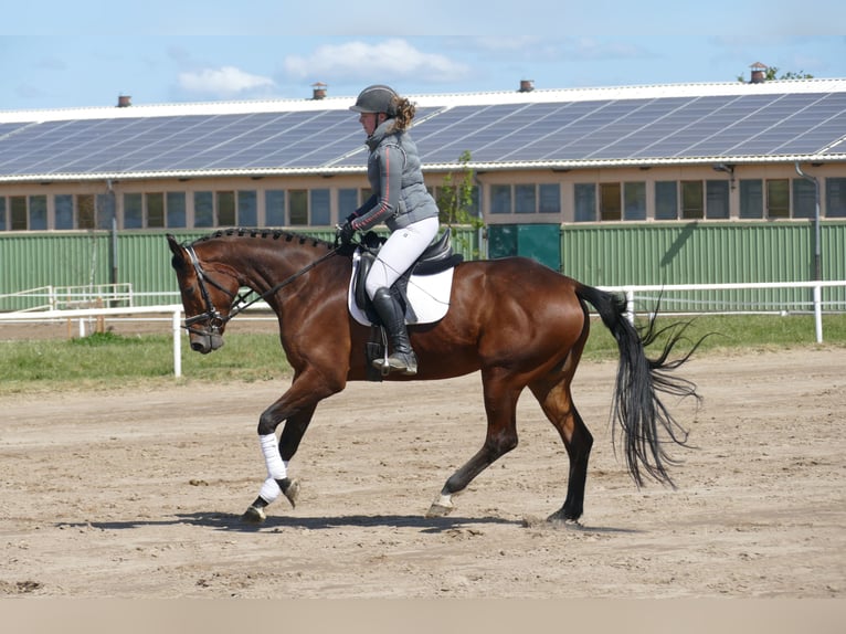 Trakehner Mare 6 years 16,1 hh Brown in Ganschow
