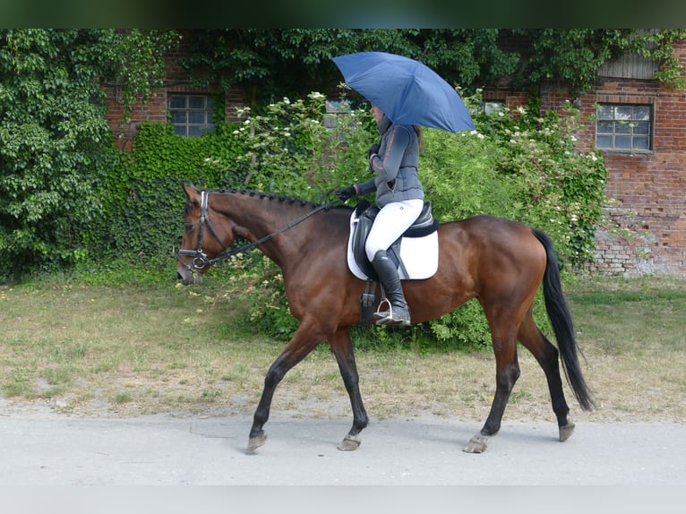 Trakehner Mare 6 years 16,1 hh Brown in Ganschow