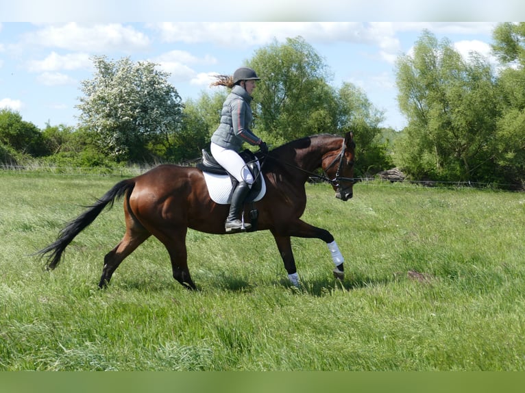 Trakehner Mare 6 years 16,1 hh Brown in Ganschow
