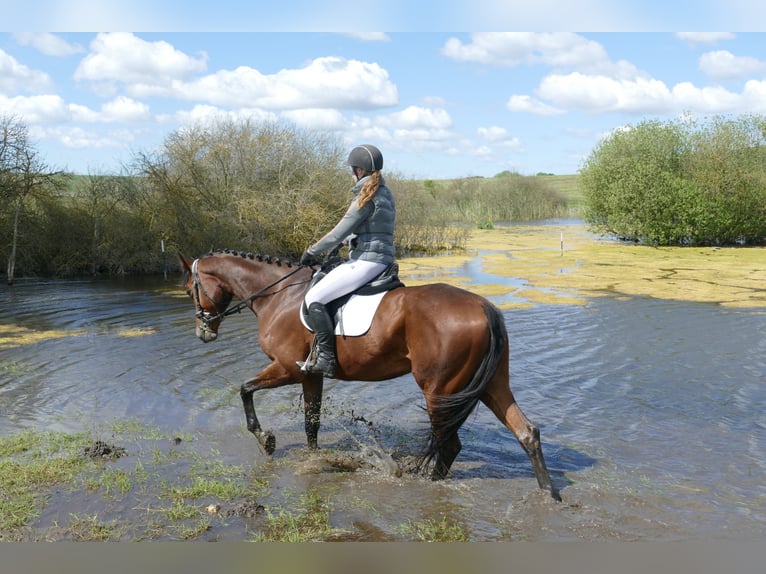 Trakehner Mare 6 years 16,1 hh Brown in Ganschow