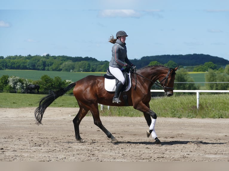 Trakehner Mare 6 years 16,1 hh Brown in Ganschow