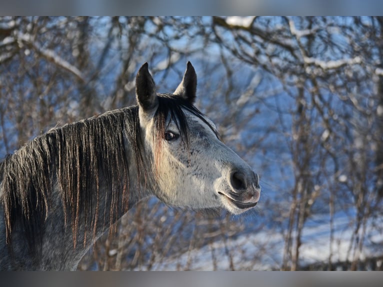 Trakehner Mare 6 years 16,1 hh Grey in N&#xFC;mbrecht
