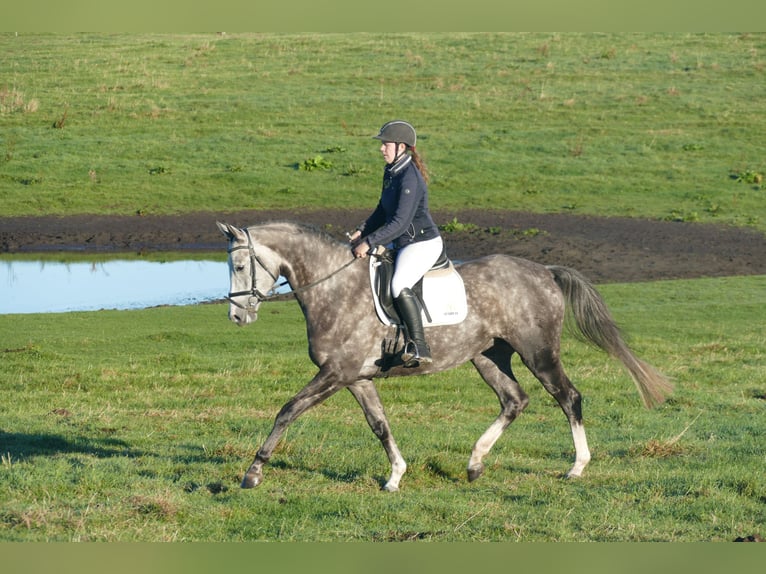 Trakehner Mare 6 years 16,1 hh Grey in Ganschow