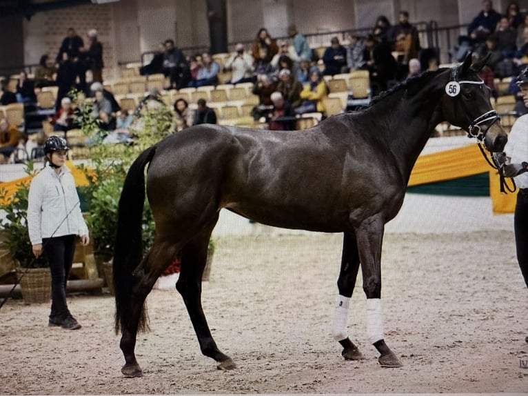 Trakehner Mare 6 years 16,2 hh Bay-Dark in Travenbr&#xFC;ck
