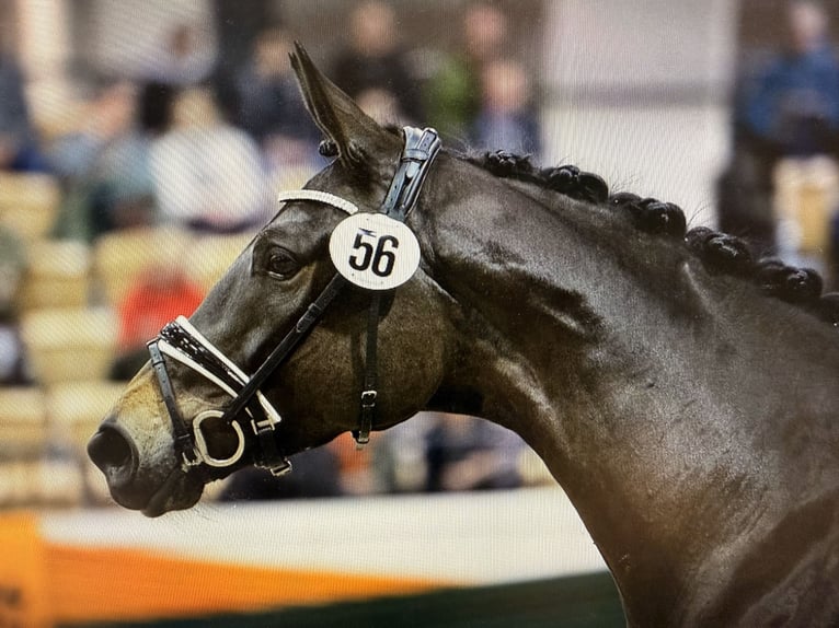 Trakehner Mare 6 years 16,2 hh Bay-Dark in Travenbr&#xFC;ck