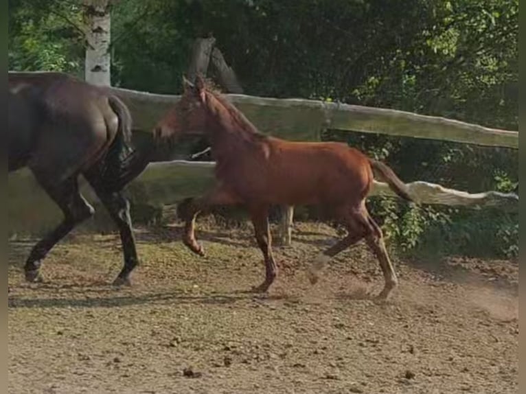 Trakehner Mare 6 years 16,2 hh Black in Karnków