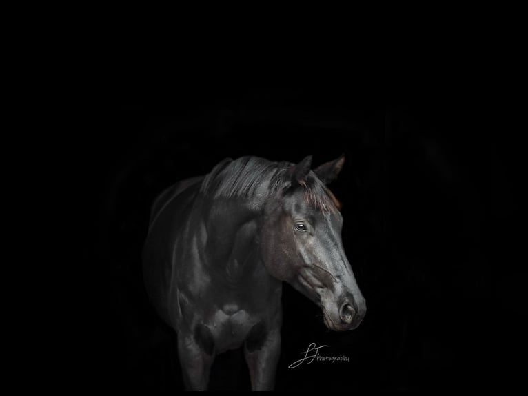 Trakehner Mare 6 years 16,2 hh Black in Fürstenfeldbruck