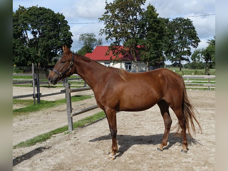Trakehner Mare 6 years 16,2 hh Chestnut in Linn