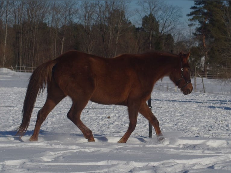 Trakehner Mare 6 years 16,2 hh Chestnut in Linn