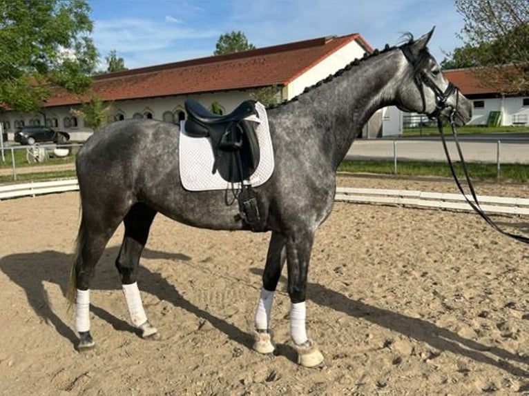 Trakehner Mare 6 years 16,2 hh Gray in Karlsfeld