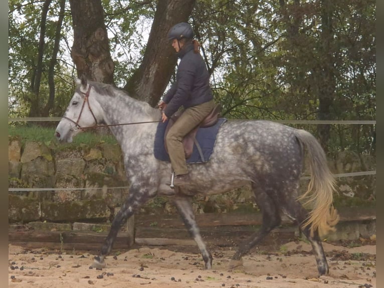 Trakehner Mare 6 years 17 hh Grey-Dapple in Aalen