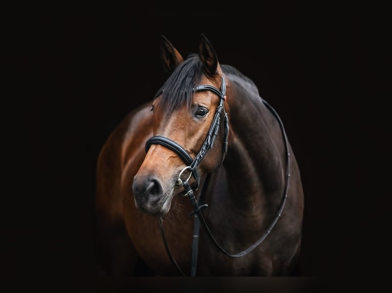 Trakehner Mare 7 years 16,1 hh Brown in Burgstädt