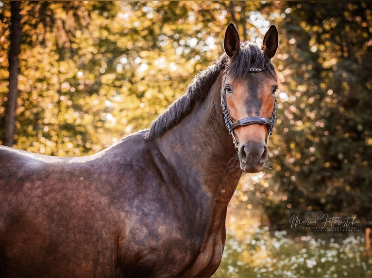 Trakehner Mare 7 years 16,1 hh Brown in Burgstädt