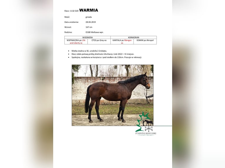 Trakehner Mare 7 years 16.1 hh Brown in Sępopol