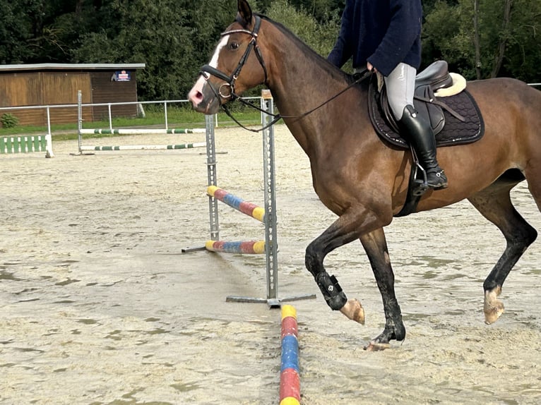 Trakehner Mare 7 years 16.1 hh Brown in Wetter
