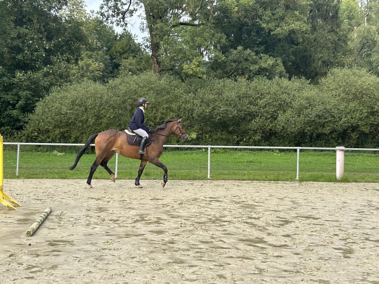 Trakehner Mare 7 years 16.1 hh Brown in Wetter