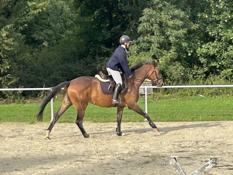 Trakehner Mare 7 years 16.1 hh Brown in Wetter