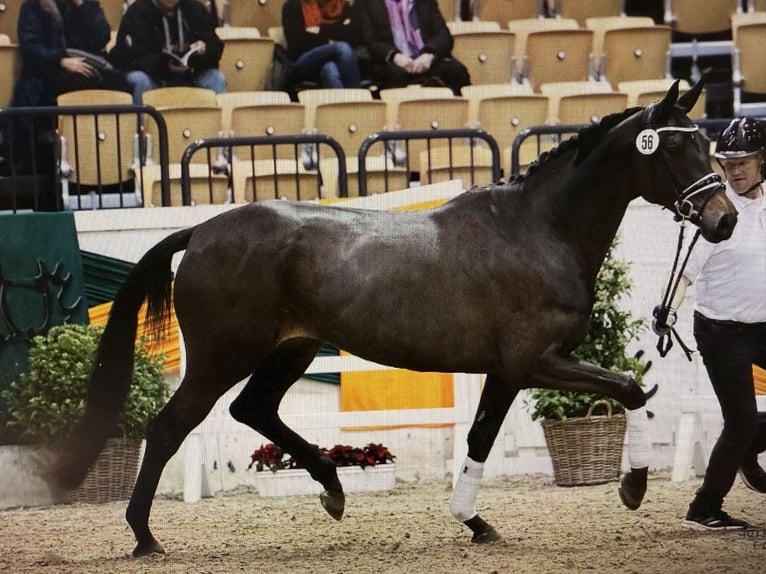 Trakehner Mare 7 years 16.2 hh Bay-Dark in Travenbrück