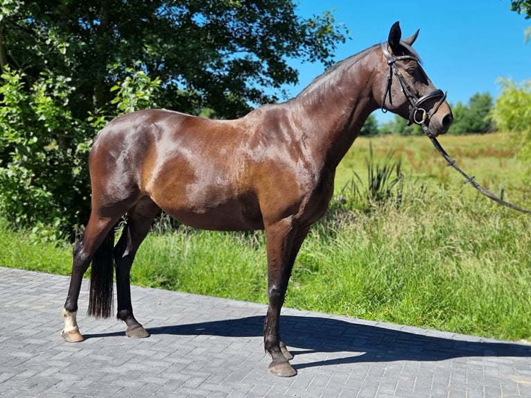Trakehner Mare 7 years 16.2 hh Smoky-Black in Brodersby
