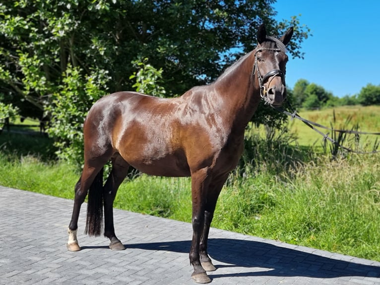 Trakehner Mare 7 years 16.2 hh Smoky-Black in Brodersby