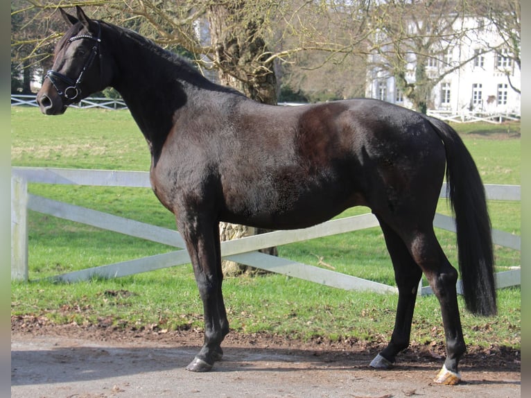 Trakehner Mare 7 years 16,3 hh Smoky-Black in Panker