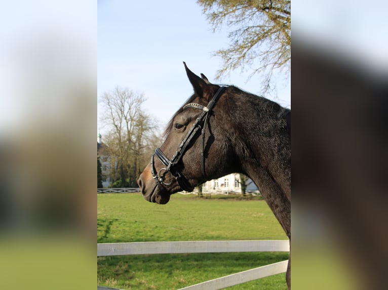 Trakehner Mare 7 years 16,3 hh Smoky-Black in Panker
