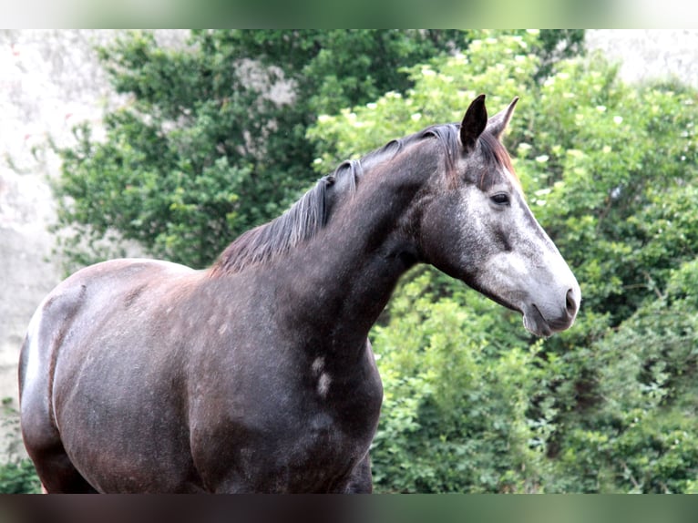 Trakehner Mare 7 years 16 hh in Aytos