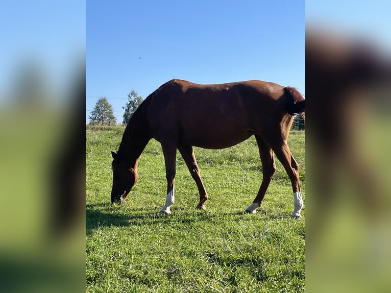 Trakehner Mare 7 years 16 hh Chestnut-Red in Großharthau