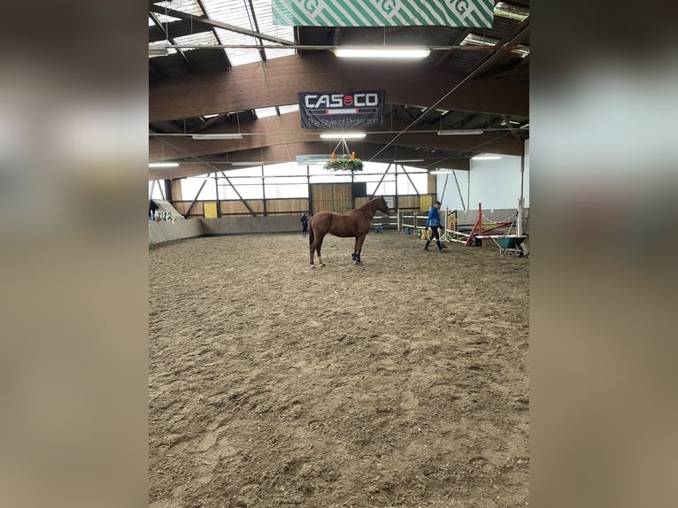 Trakehner Mare 7 years 16 hh Chestnut-Red in Großharthau