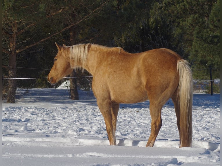 Trakehner Mare 7 years 16 hh Palomino in Linn