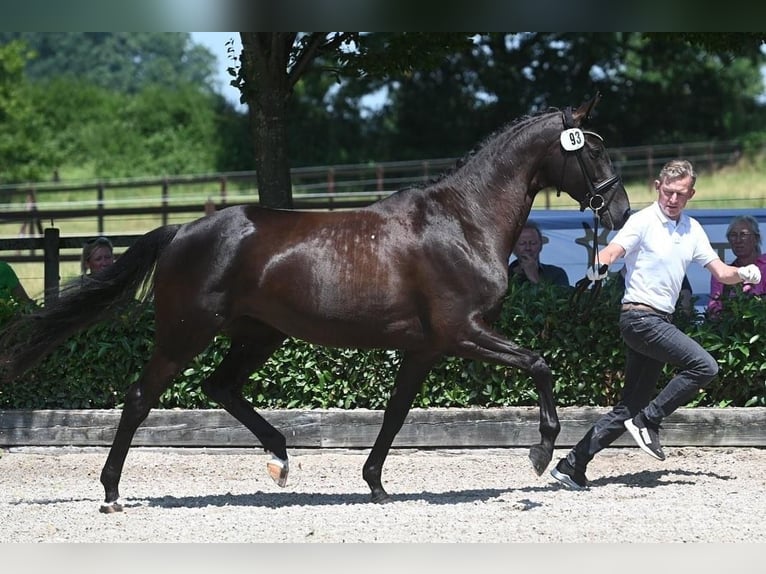 Trakehner Mare 7 years 16,2 hh Bay-Dark in Warendorf