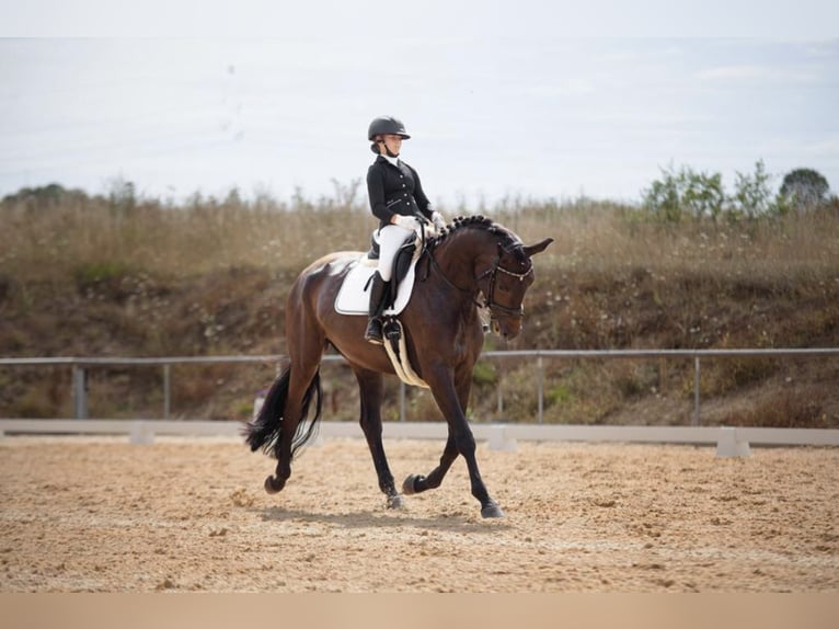 Trakehner Mare 7 years 17 hh Bay-Dark in Neuendettelsau