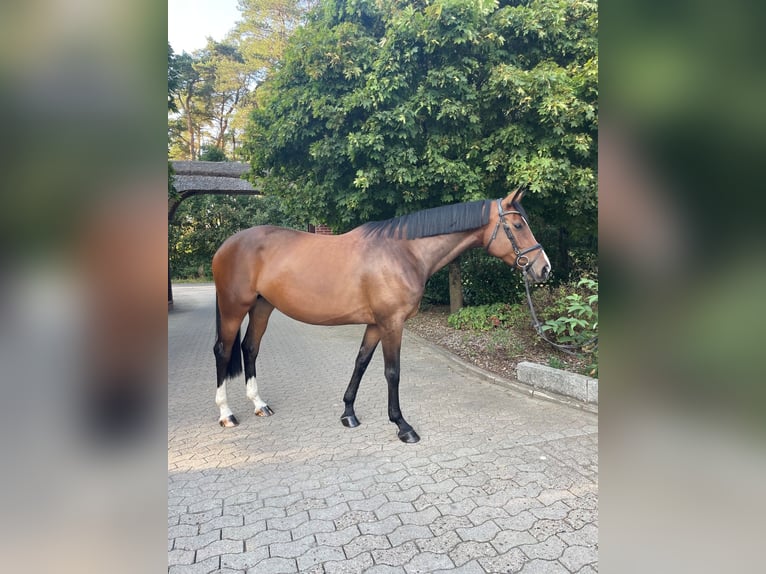 Trakehner Mare 7 years 17 hh Brown in Schneverdingen