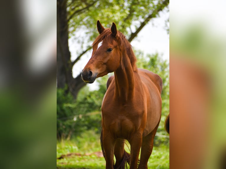 Trakehner Mare 7 years 17 hh Chestnut-Red in Sarnowo