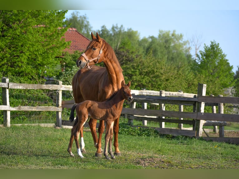 Trakehner Mare 7 years 17 hh Chestnut-Red in Sarnowo