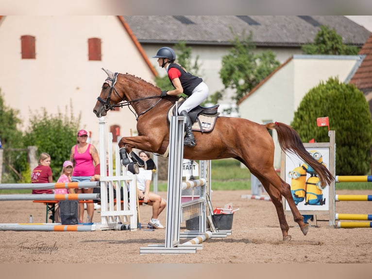 Trakehner Mare 7 years 17 hh Chestnut-Red in Uehlfeld
