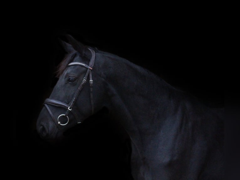 Trakehner Mare 8 years 15,2 hh Bay in Launkalne
