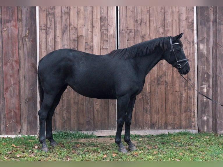 Trakehner Mare 8 years 15,2 hh Bay in Launkalne
