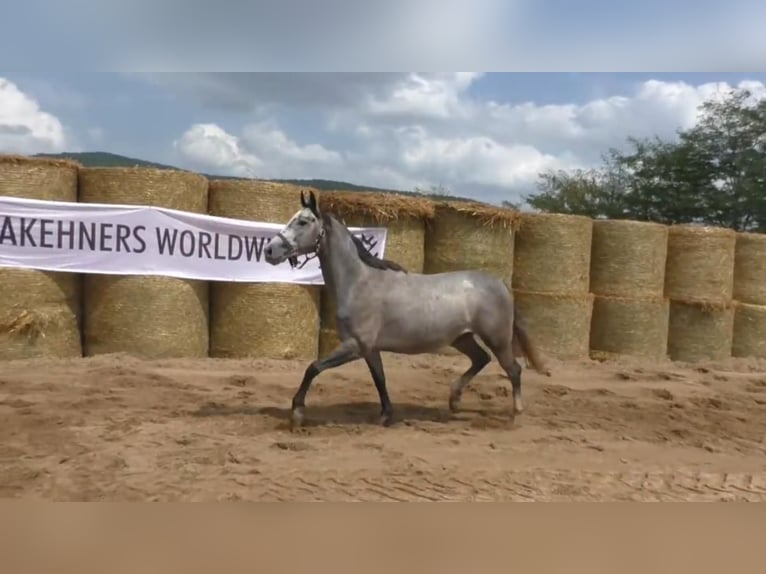Trakehner Mare 8 years 15,2 hh Grey in Aytos