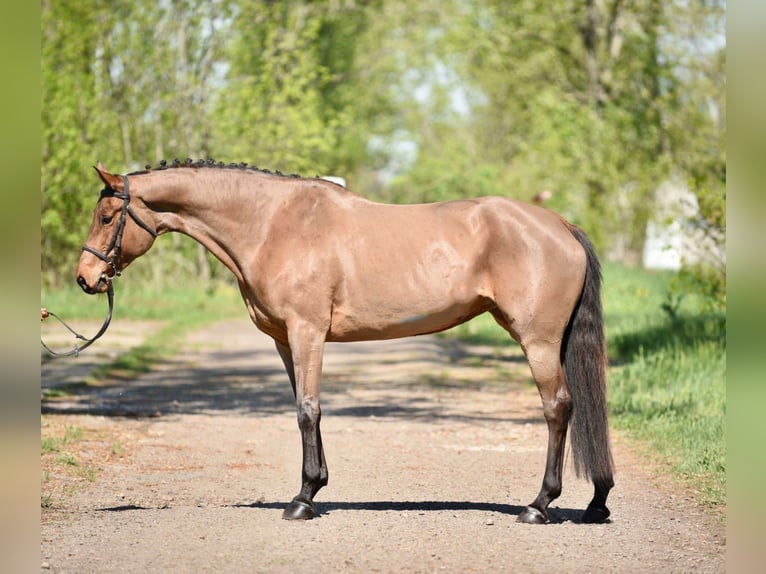 Trakehner Mare 8 years 16,2 hh Brown in Gyula