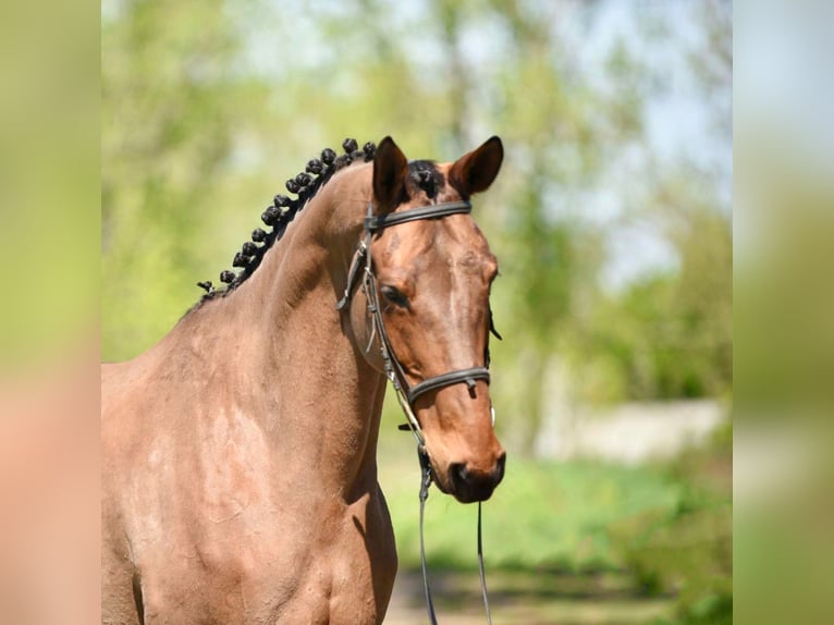Trakehner Mare 8 years 16,2 hh Brown in Gyula