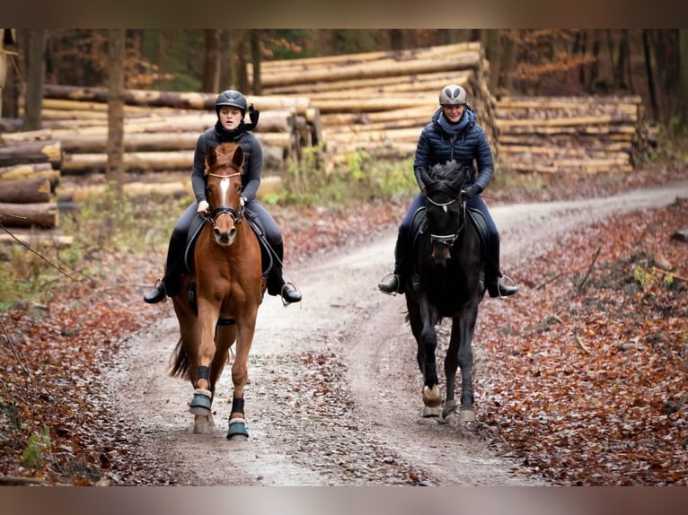 Trakehner Mare 8 years 16.2 hh Chestnut-Red in Wolfhagen