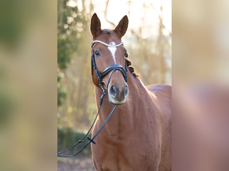 Trakehner Mare 8 years 16.2 hh Chestnut-Red in Wolfhagen