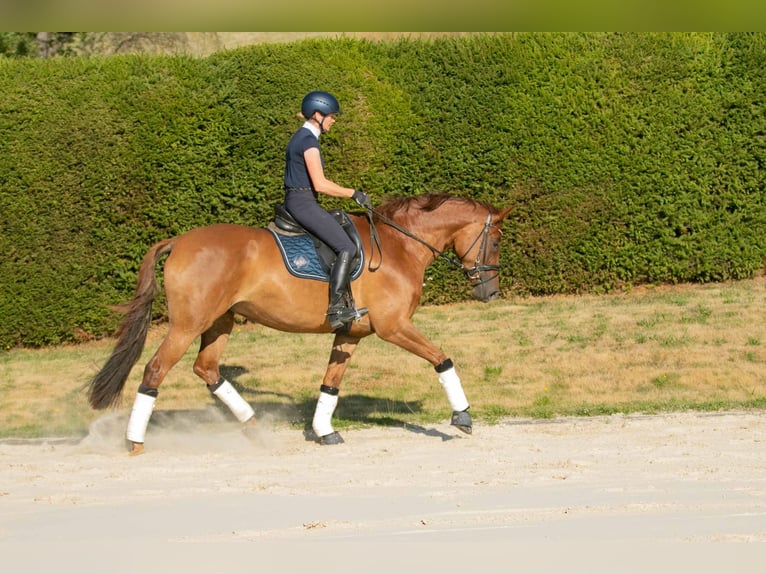 Trakehner Mare 8 years 16.2 hh Chestnut-Red in Wolfhagen