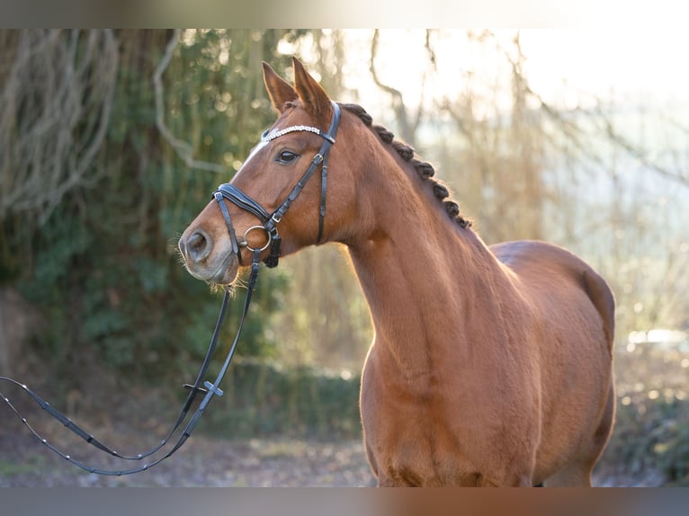 Trakehner Mare 8 years 16.2 hh Chestnut-Red in Wolfhagen
