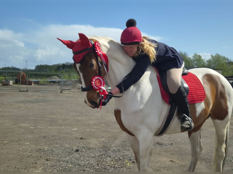 Trakehner Mix Mare 8 years 16.3 hh  in Newport